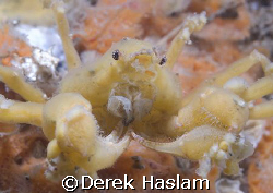 Leach's spider crab. Menai strait's. D200, 60mm. by Derek Haslam 